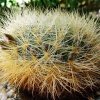 Sulcorebutia _tiraquensis _ssp.aguilari_ HS220_ 06